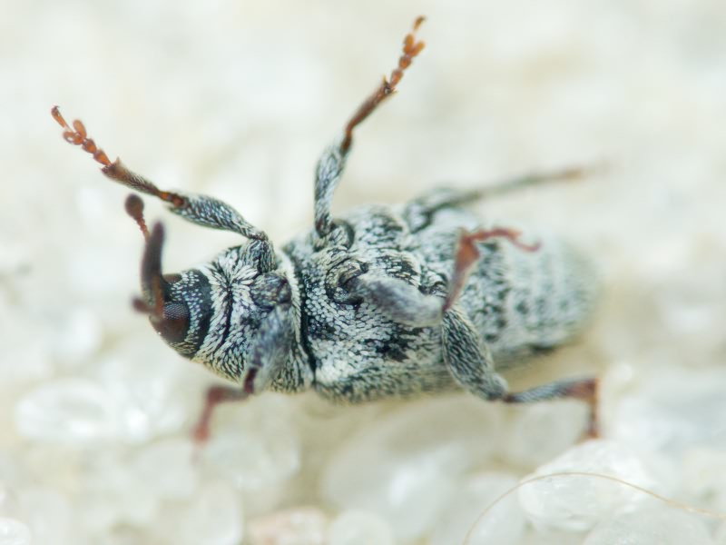 Sibinia (Sibinia) subelliptica Desbrochers des Loges, 1873